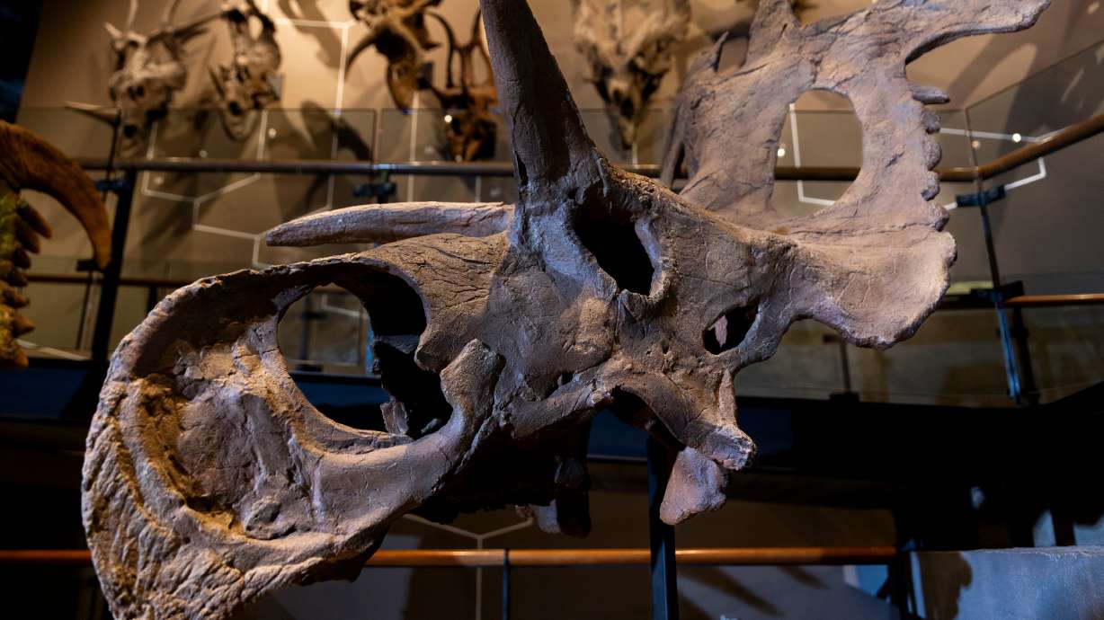 A new species of dinosaur, Lokiceratops rangiformis, found in the ancient swamps of northern Montana, is unveiled at the Natural History Museum of Utah in Salt Lake City on Thursday.