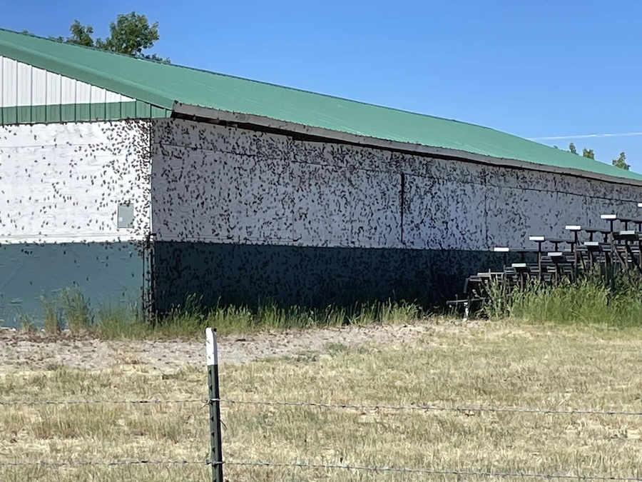 Mormon crickets are seen covering a building in Clark County, Idaho, in this undated photo.