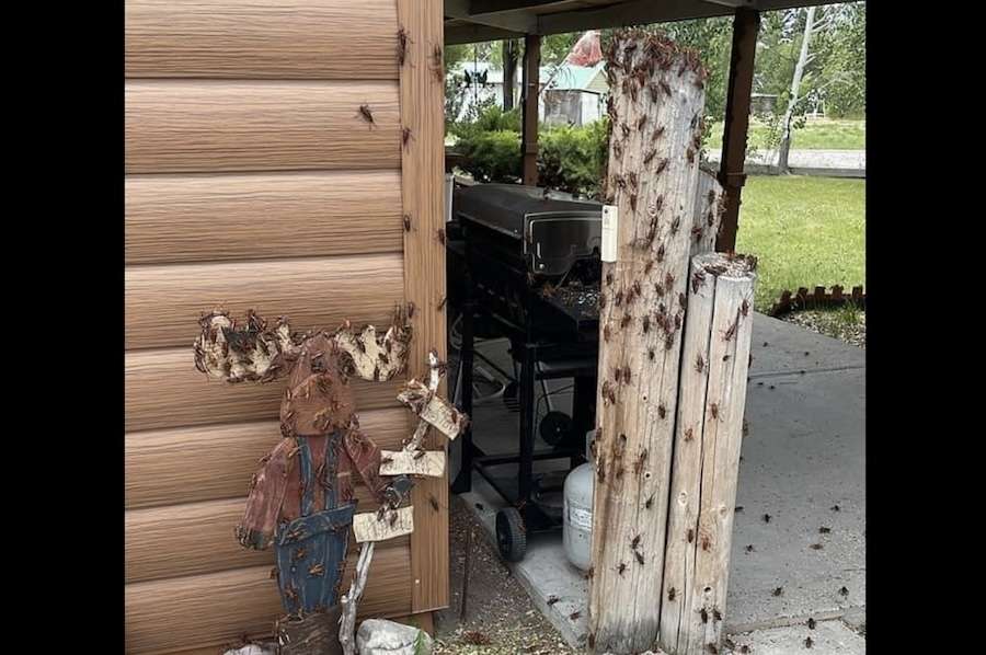 Mormon crickets are shown in eastern Idaho in this undated photo. Massive amounts of the insect invaded Clark County, other parts of eastern Idaho.