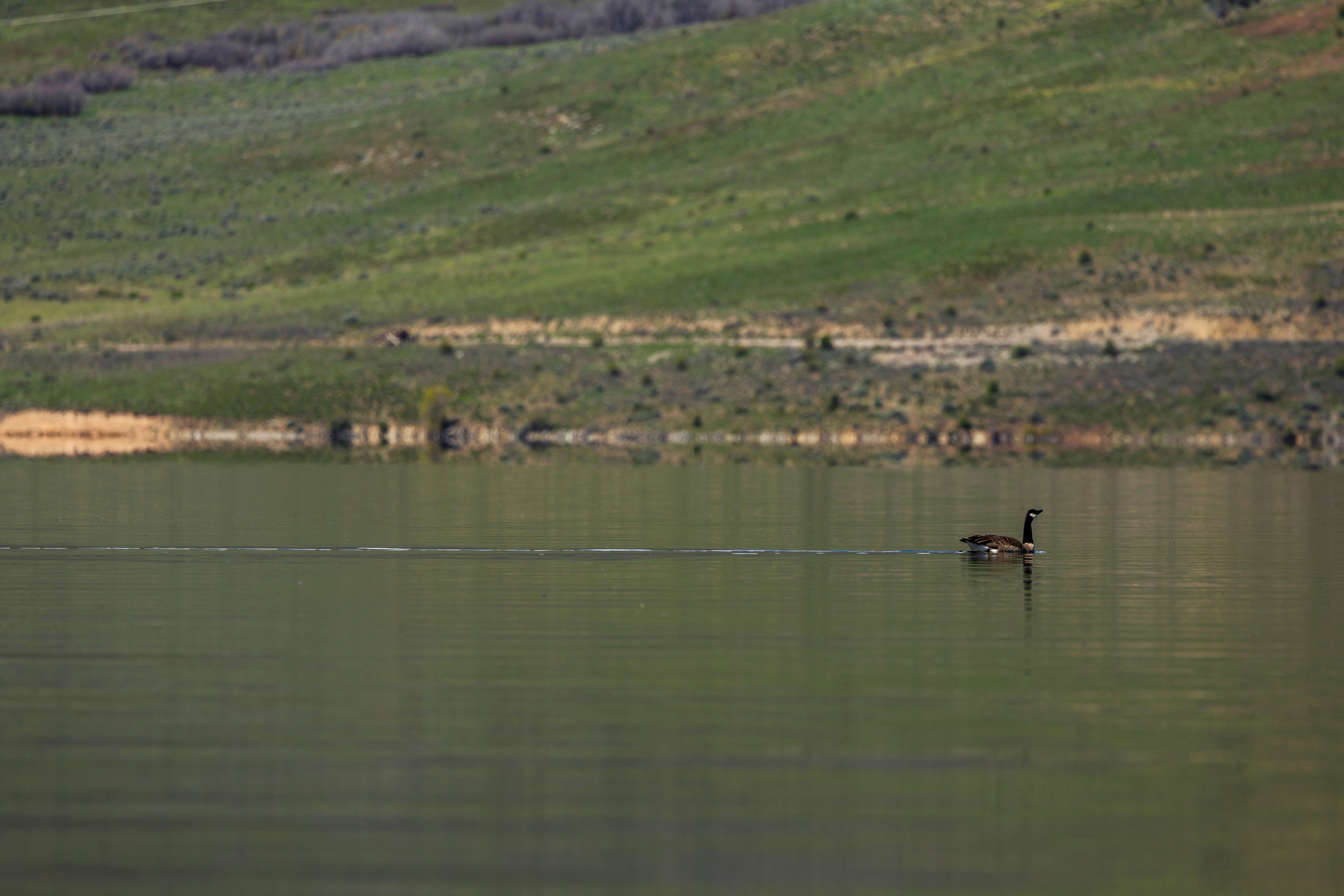 A Canada goose is pictured in Deer Creek Reservoir at Deer Creek State Park in Wasatch County on May 10. Deer Creek Reservoir is one of over 30 reservoirs in the state that has entered summer at 90% capacity or higher.