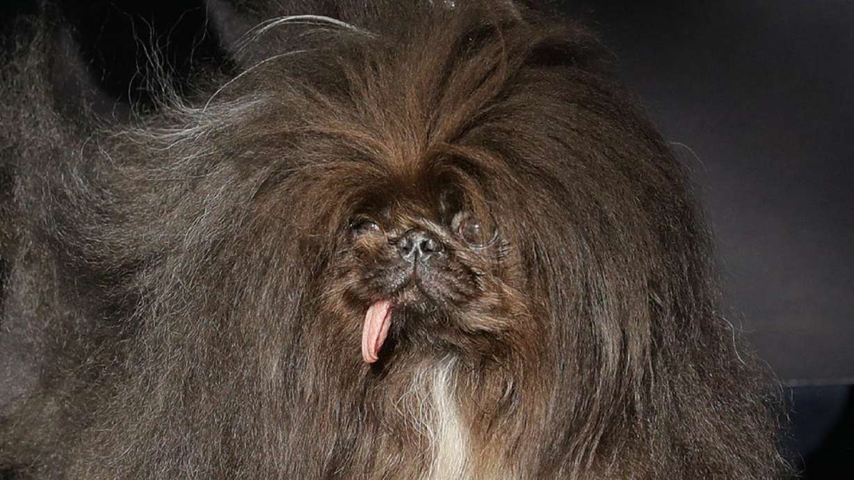 An 8-year-old Pekingese from Oregon was crowned "the world's ugliest dog" over the weekend. It is a well-earned title.
