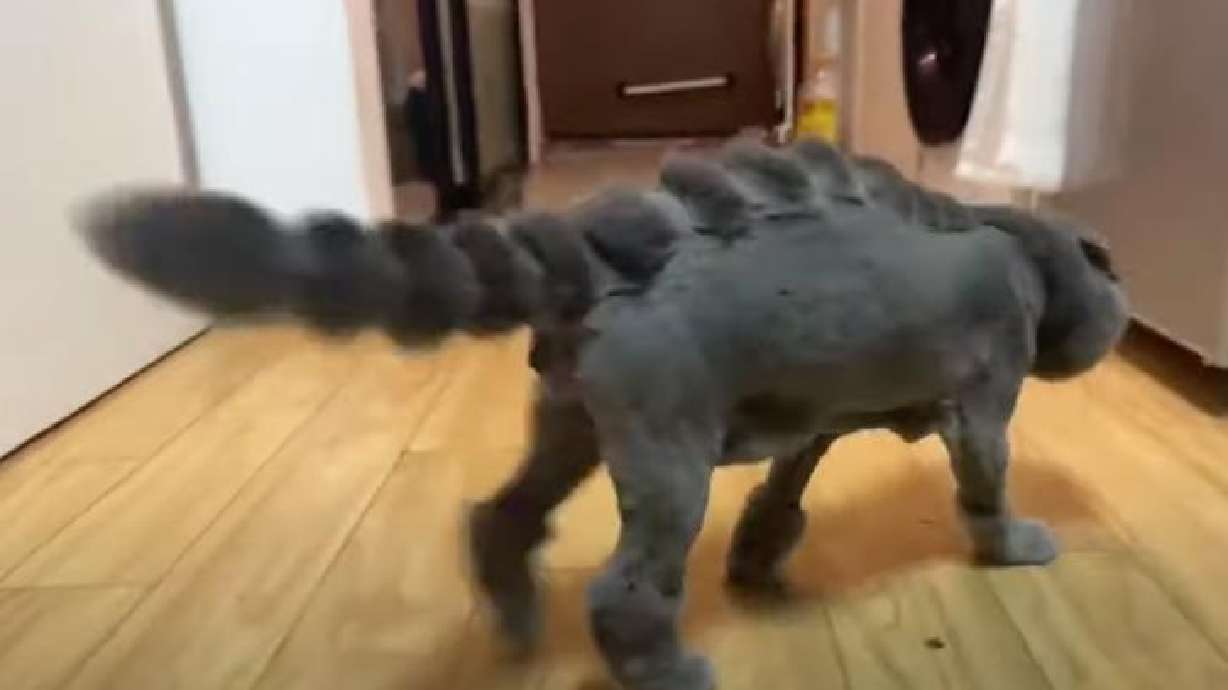 A blue cat had its fur trimmed to resemble a dinosaur, though its demeanor didn't seem to match in this June 12 video.