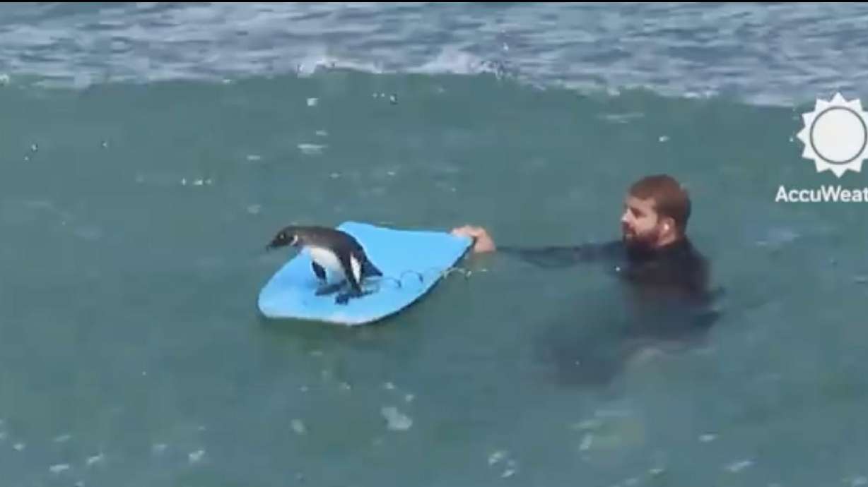 "Surf's Up" became a reality when an African penguin hopped aboard a bodyboarder's board in Cape Town, South Africa. Together the two floated in the waves for a bit, as their friend who filmed yelled, "Yo, surf's up bruh!"