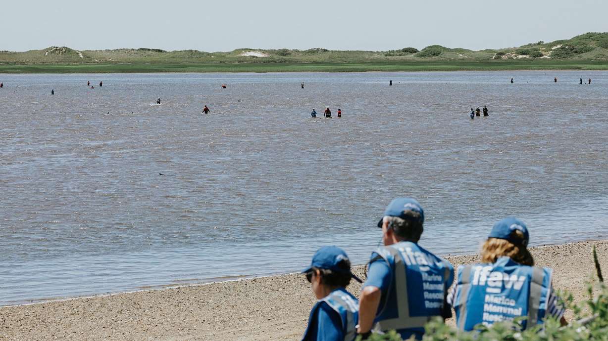 A rescue team works to help stranded dolphins off the coast of Cape Cod, Massachusetts, on Thursday.
