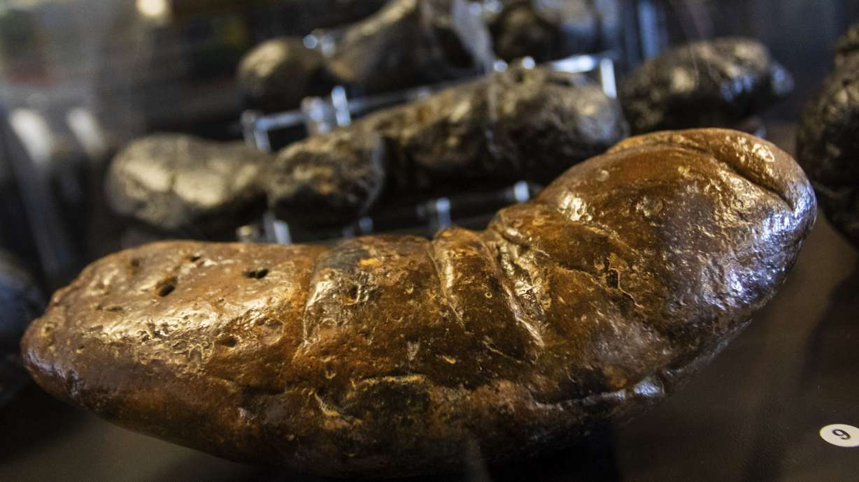 Fossilized crocodilian excrement is displayed at the "Poozeum," June 7, in Williams, Ariz. The museum in northern Arizona along Route 66 features the fossilized feces of prehistoric animals.