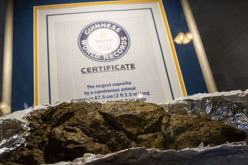 A fossilized coprolite in a casting at the "Poozeum" is shown, June 7, 2024 in Williams, Ariz. The museum in northern Arizona along Route 66 features the fossilized feces of prehistoric animals.