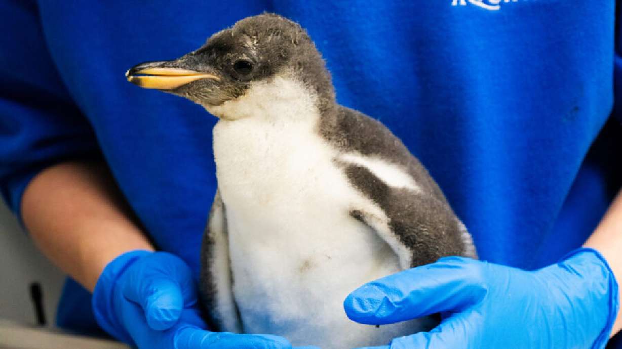 The Loveland Living Planet Aquarium in Draper reports that a month-old baby penguin is "strong and growing."