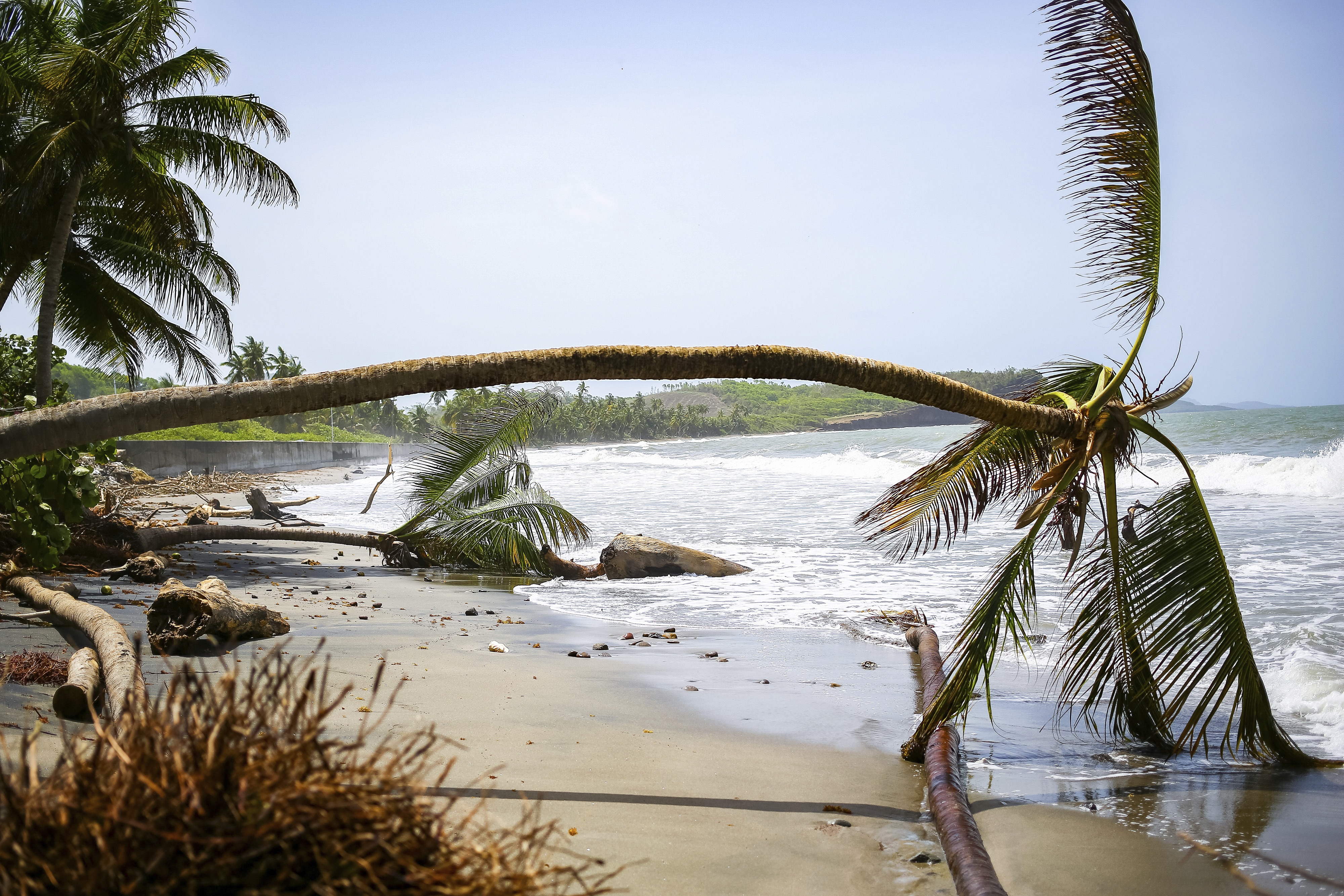 Palm trees wilt after being uprooted by Hurricane Beryl in St. Patrick, Grenada, Tuesday. Hurricane Beryl is roaring toward Jamaica Wednesday.