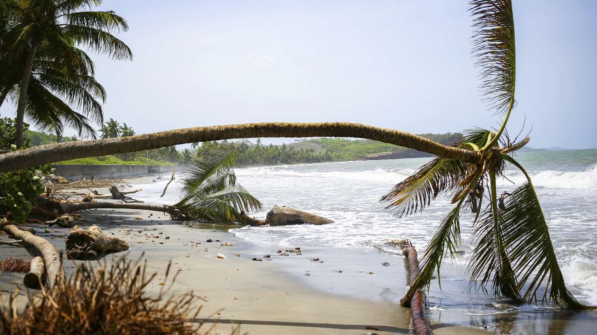 Palm trees wilt after being uprooted by Hurricane Beryl in St. Patrick, Grenada, Tuesday. Hurricane Beryl is roaring toward Jamaica Wednesday.