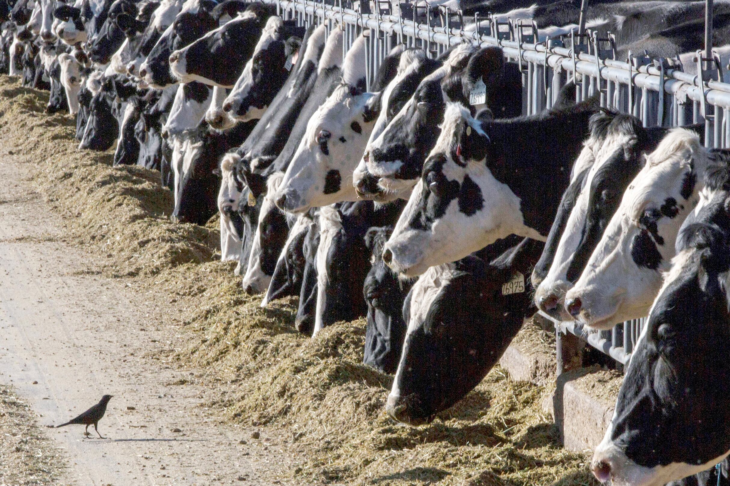 Dairy cattle feed at a farm in New Mexico on March 31, 2017. A fourth dairy worker in the U.S. has been infected with bird flu.