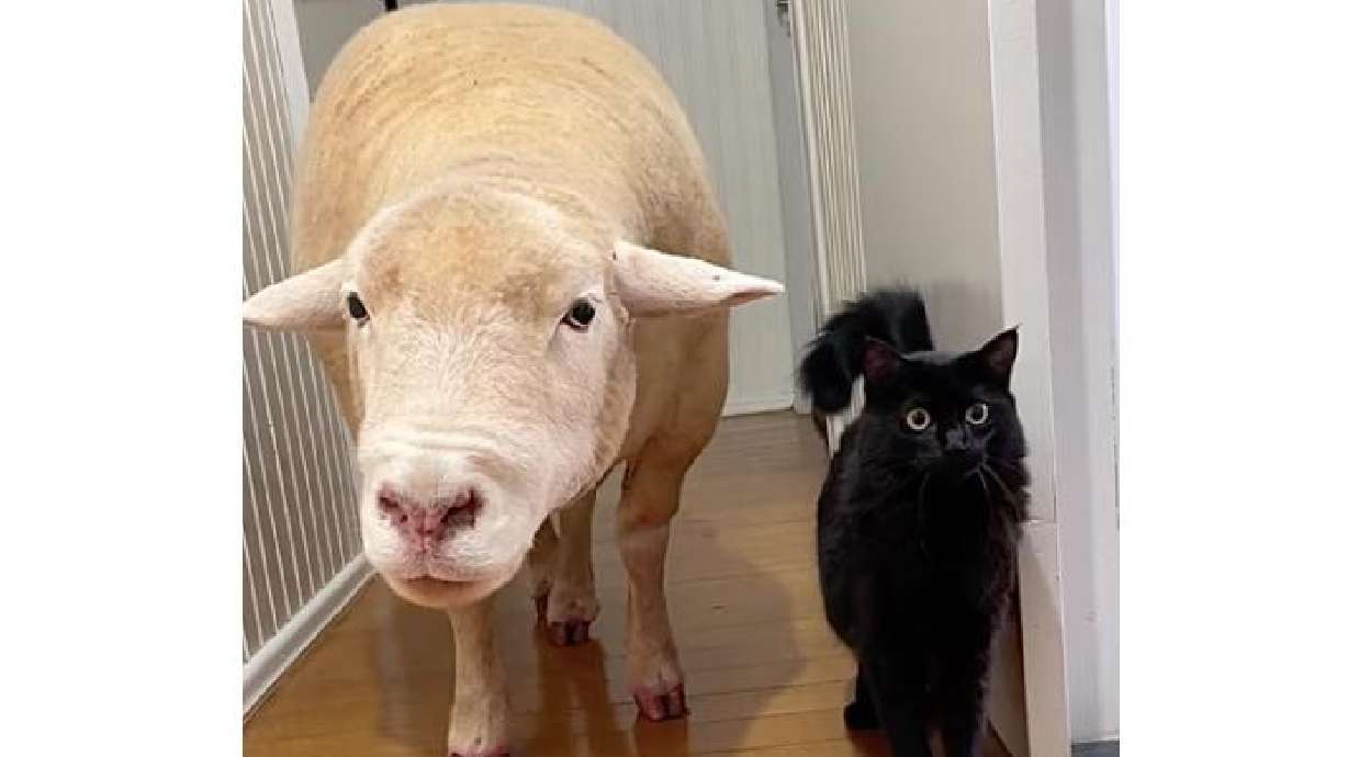 A sheep and cat are unlikely friends in this video posted May 22 from Lagoa Vermelha, Rio Grande do Sul, Brazil.