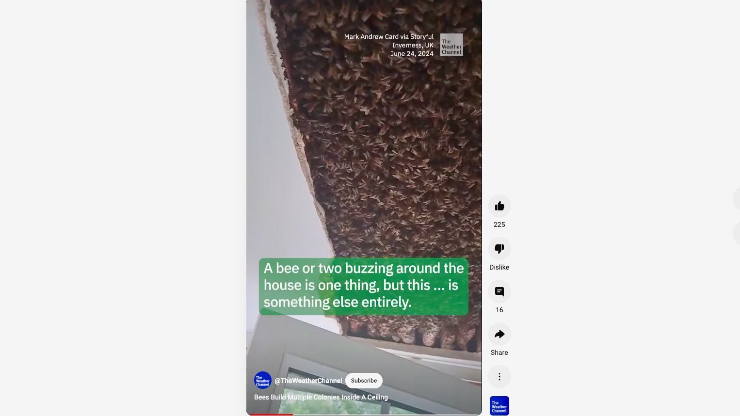 Some 180,000 bees found a home in the ceiling of a home in Inverness, Scotland, requiring the help of a beekeeper to safely remove them.