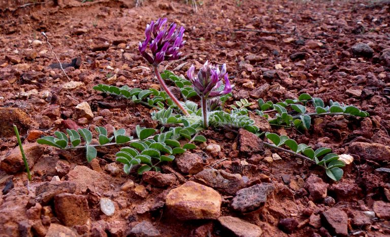 A Holmgren milkvetch plant blooms in the desert, April 13, 2010. A coordinated effort is underway to preserve the seeds of the endangered plant.