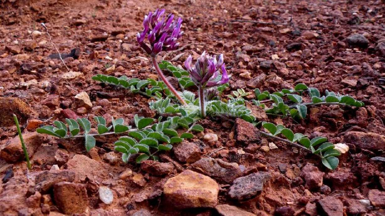 A Holmgren milkvetch plant blooms in the desert, April 13, 2010. A coordinated effort is underway to preserve the seeds of the endangered plant.