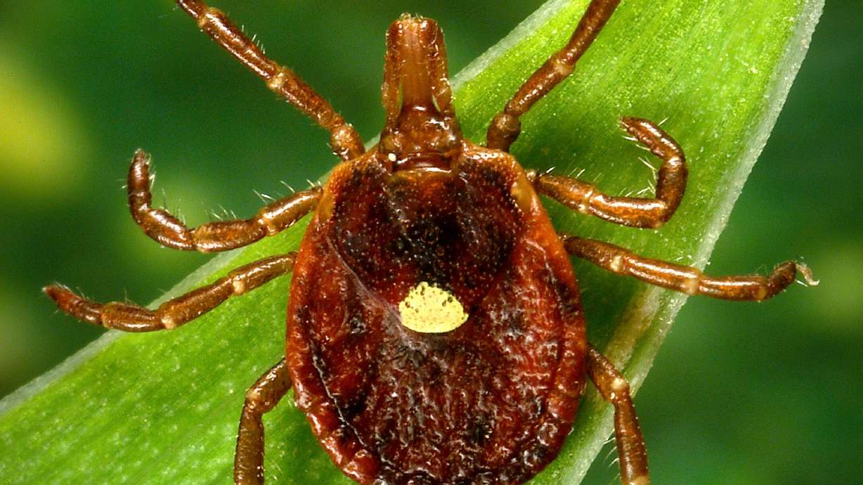 A female lone star tick, which, despite its Texas-sounding name, is found mainly in the Southeast. The threat from an aggressive tick is growing as it spreads in the U.S.