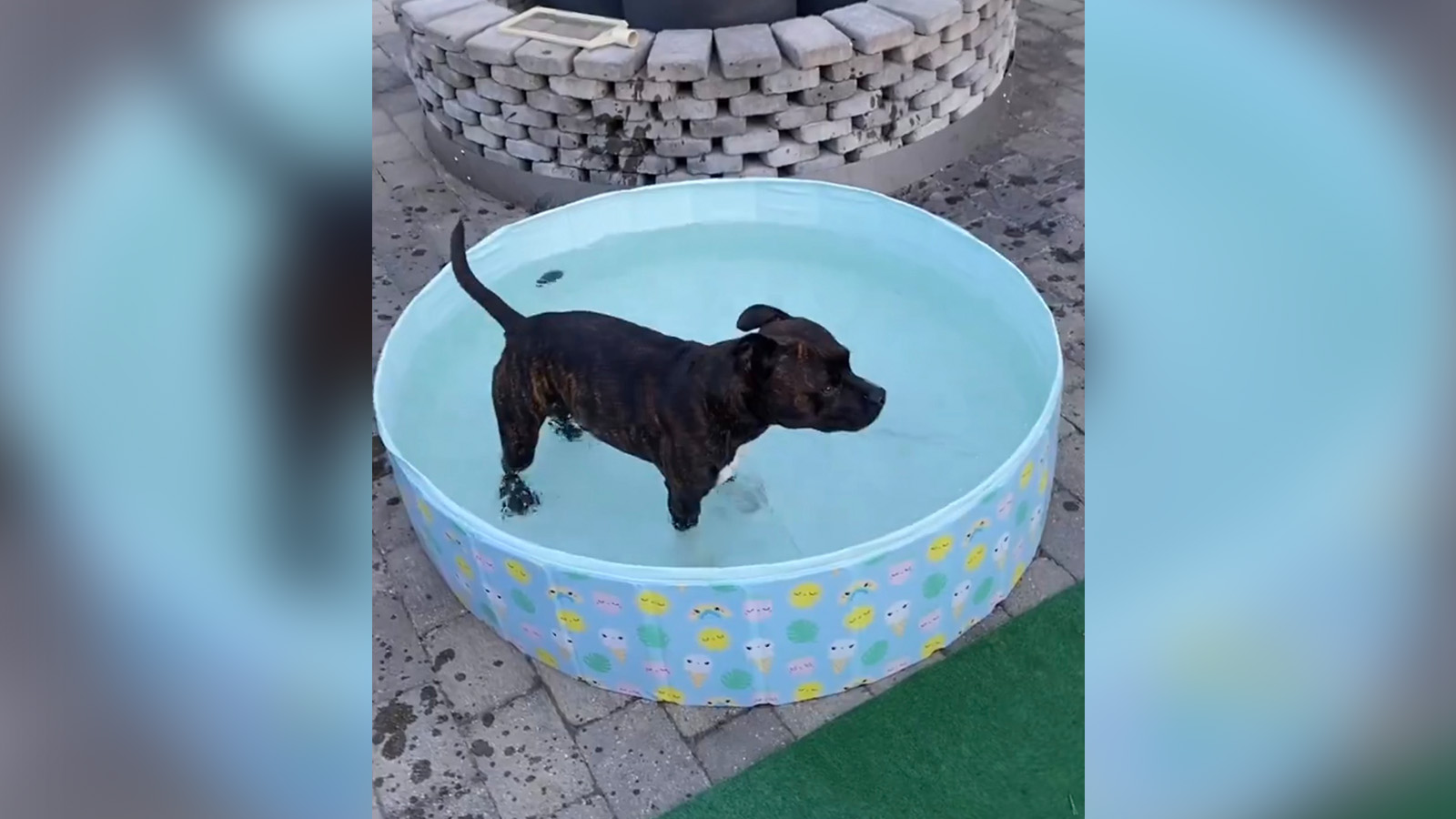 This dog's love for the pool is relatable during Utah's heat wave.