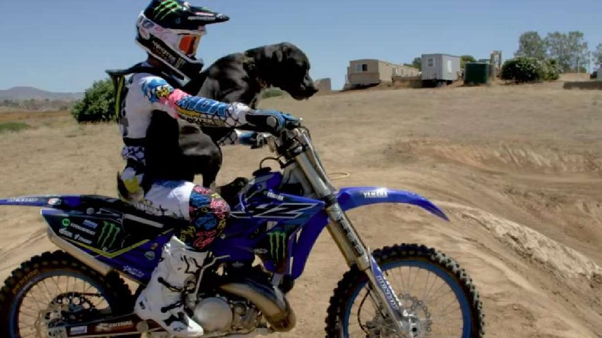 Rooga, a 2-year-old dog, is seen riding a dirt bike with Jarryd McNeil.