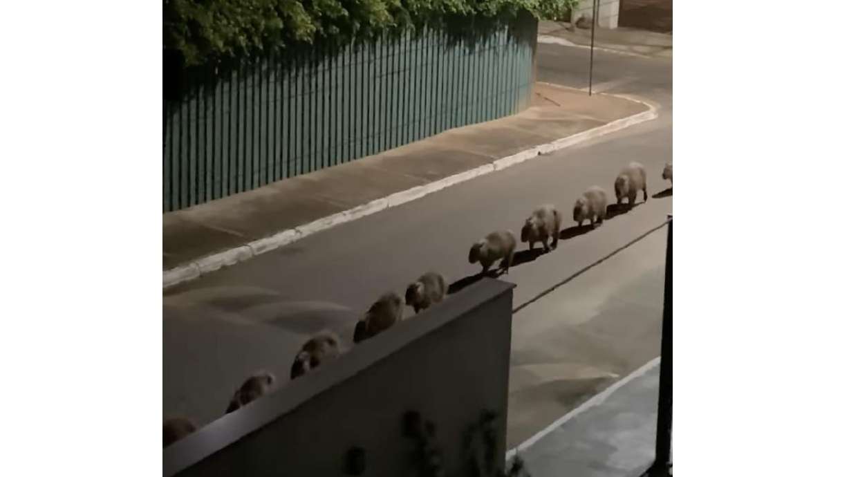 A parade of capybaras wander by in a single-file line July 1, in Brazil.