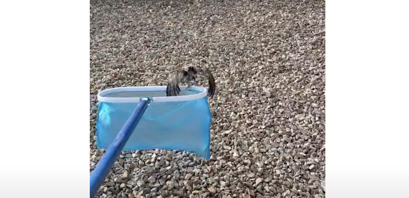 An owlet is rescued from a swimming pool Tuesday, June 9.
