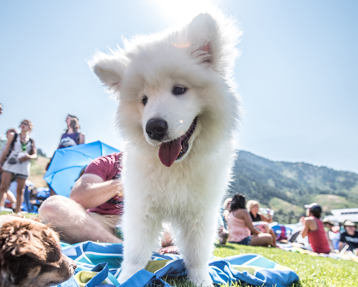 Beat the heat with your dog at Snowbasin this summer