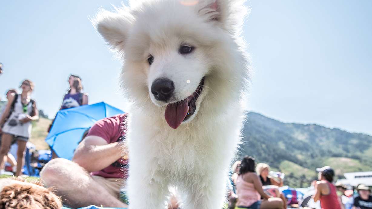 Beat the heat with your dog at Snowbasin this summer