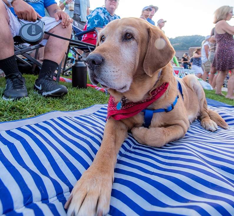 Beat the heat with your dog at Snowbasin this summer
