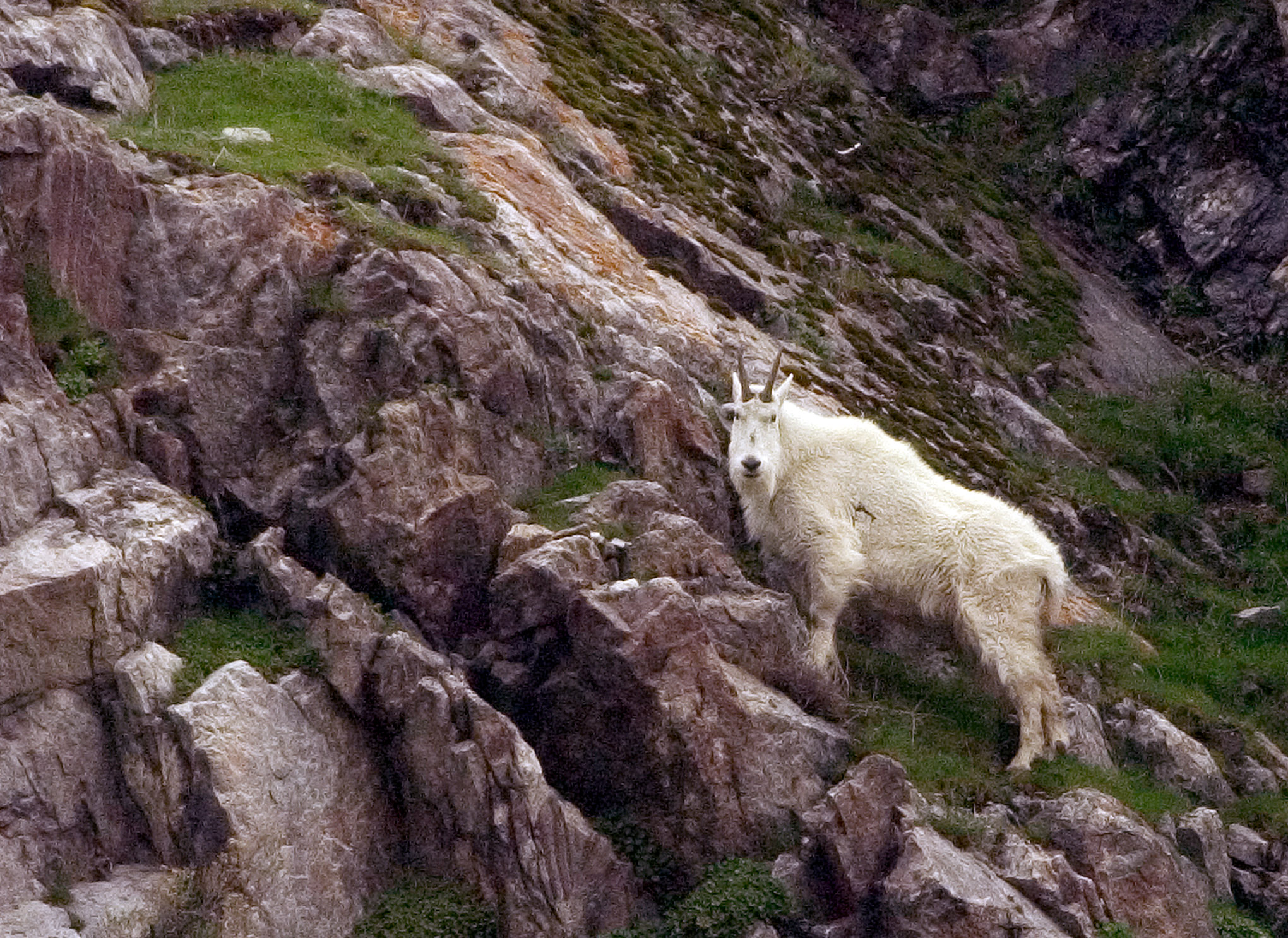 A mountain goat pauses in an alpine meadow in Little Cottonwood Canyon. The animals can pose a threat to summer hikers.