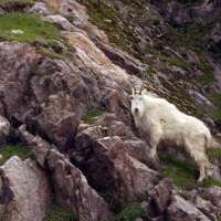 Hiking Timp? Watch out for mountain goats