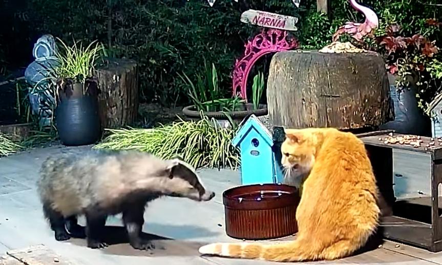 A hungry badger seems unbothered by a hissing cat in this U.K. garden.