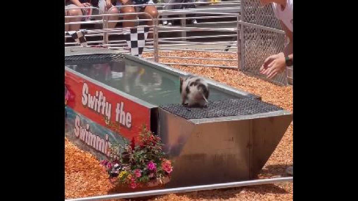 A little pig ponders taking a big leap.