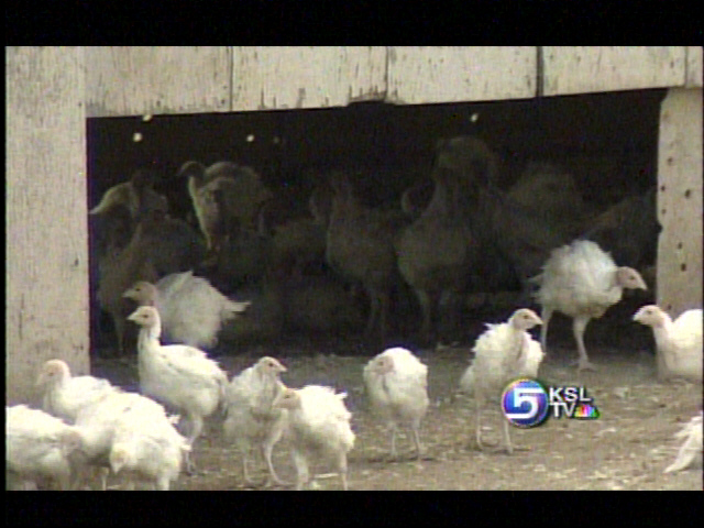 15,000 Turkeys Killed in Fire