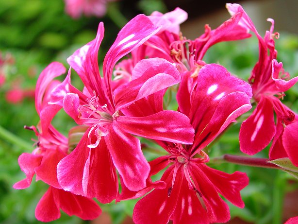 Did You Really Plant Geraniums?