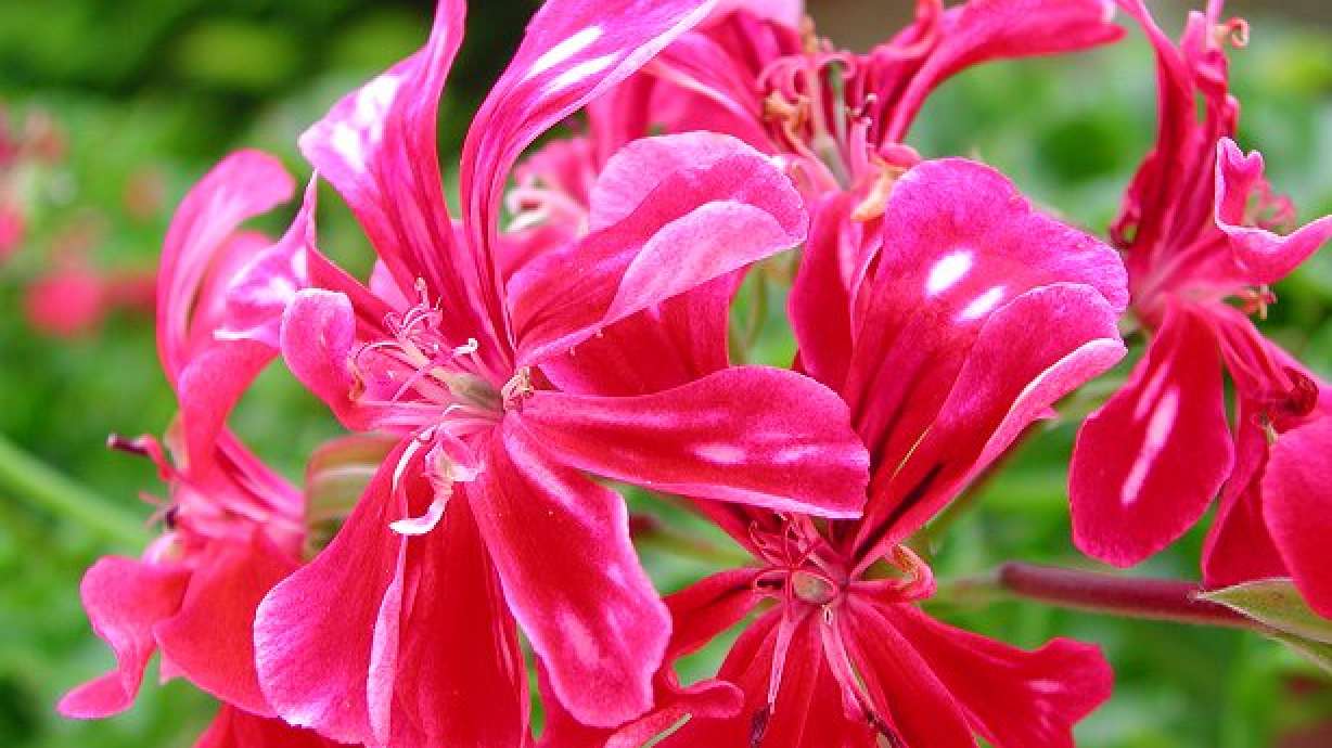 Did You Really Plant Geraniums?