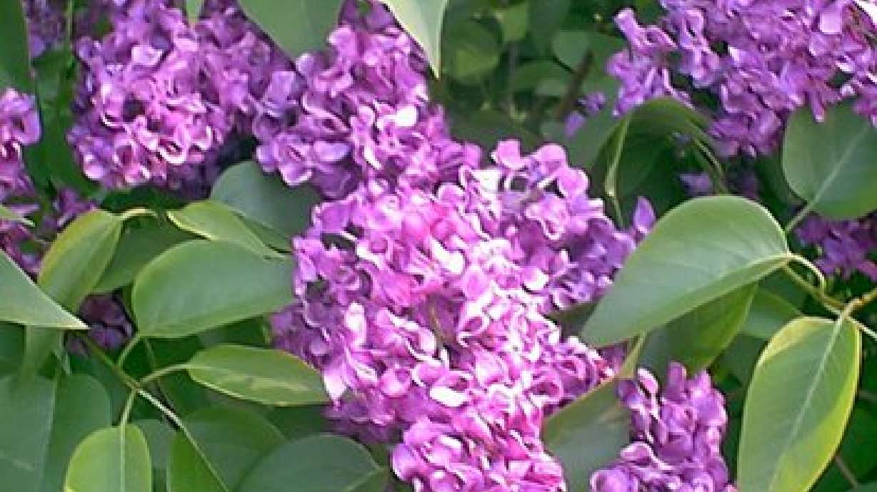 Lilacs: Versatile and Attractive Flowering Shrubs