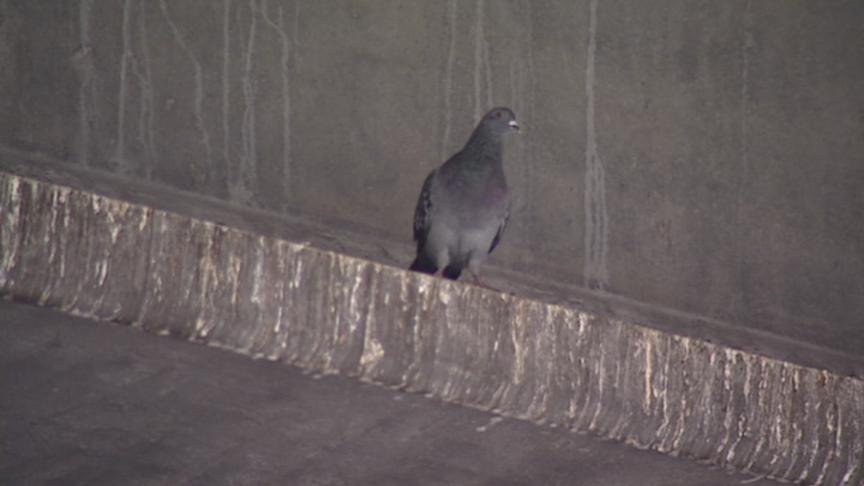 Pigeons Cause Headache for UDOT