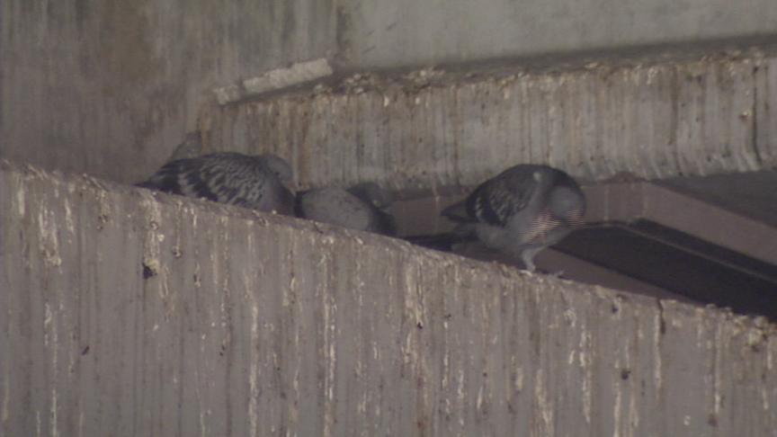 Pigeons Cause Headache for UDOT