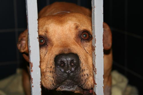 Animal Control Looking For Two Pitbulls in North Ogden