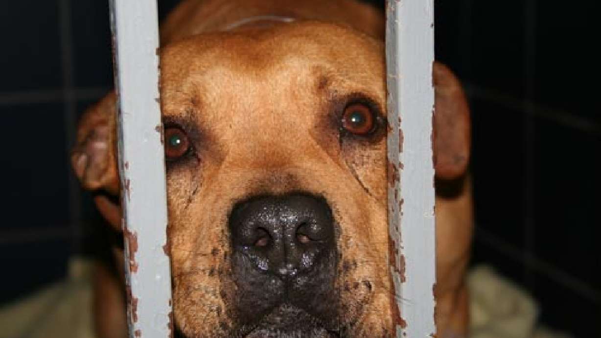 Pitbulls Suspected of Attacking Other Animals are Captured