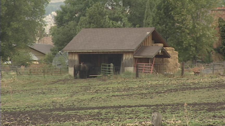 Animal Control Looking For Two Pitbulls in North Ogden