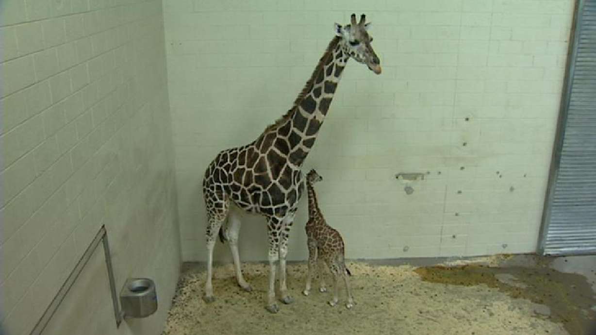Hogle Zoo welcomes new babies