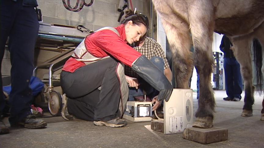 More large-animal vets needed
