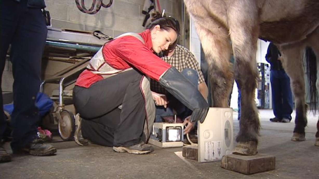 More large-animal vets needed