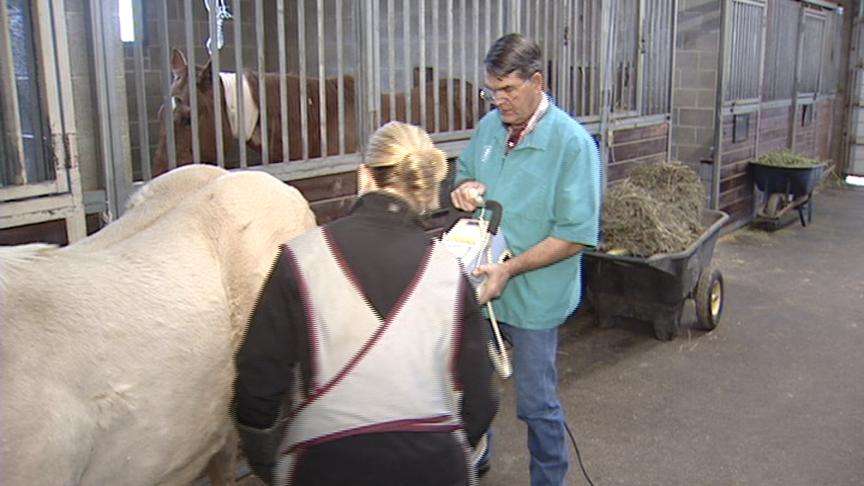 More large-animal vets needed