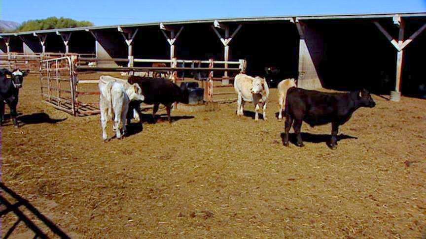 More large-animal vets needed