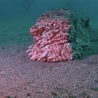 Have You Seen This? Massive sea cucumber moves along ocean floor