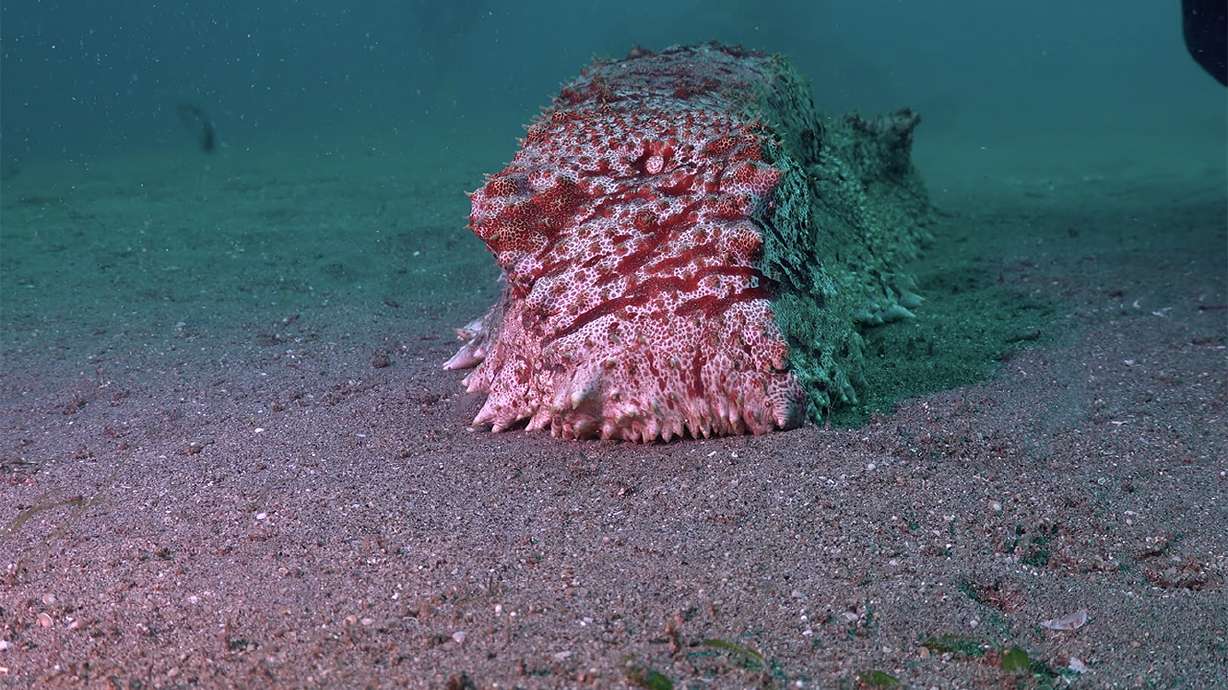 A sea cucumber is seen on the ocean floor near the Philippines Dec. 27, 2022.