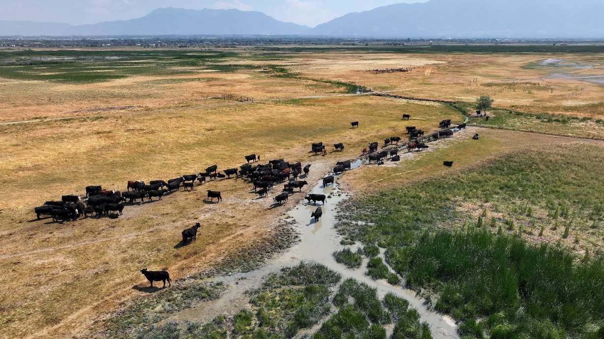 Cows graze in the Great Salt Lake Shorelands, on land that was covered in phragmites before the cattle ate the invasive perennial grass, in Davis County on Tuesday.