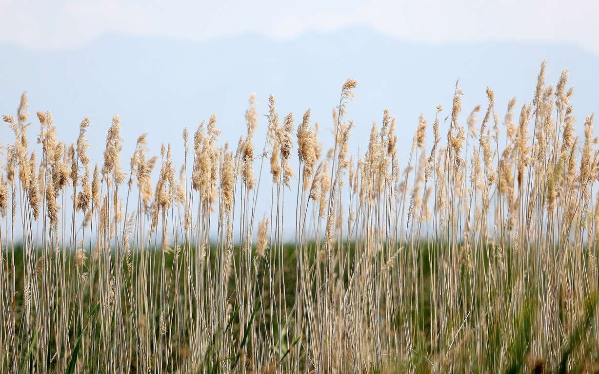 Phragmites, an invasive perennial grass, is pictured growing in the Great Salt Lake Shorelands in Davis County on Tuesday. Cattle can be used to graze and eat the phragmites, allowing native vegetation that requires less water to return, leaving more water for the Great Salt Lake.