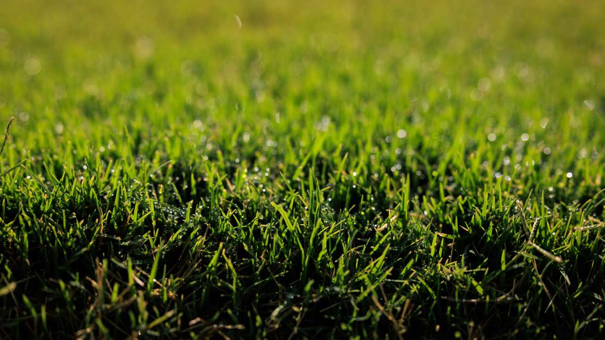 Hybrid Bermudagrass is pictured on BYU's campus. The university's research on the grass breed played a role in Utah's decision to allow the drought-resistant grass to be allowed in the state.