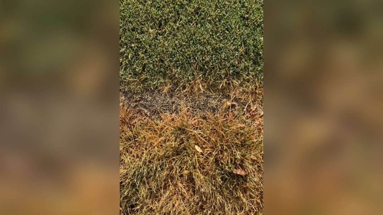 A photo of Hybrid Bermudagrass (top) compared to bluegrass (bottom) after six weeks without watering. The Bermudagrass remained green, while the bluegrass turned yellow.